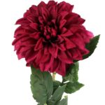 Daliia DUŻY kwiat pojedynczy BORDOWA 74 cm