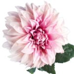 Daliia DUŻY kwiat pojedynczy JASNY RÓŻ 74 cm