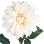 Daliia DUŻY kwiat pojedynczy KREMOWA 74 cm