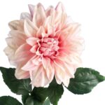 Dalia DUŻY kwiat pojedynczy ŁOSOSIOWY 74 cm