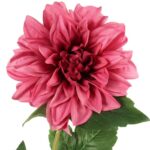 Daliia DUŻY  kwiat pojedynczy RÓŻOWA 74 cm