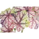 CALADIUM GAŁĄZKA LIŚCI OZDOBNYCH 82 CM KOLOR FIOLETOWY - obrazek 2