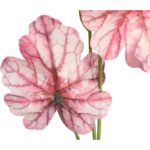 CALADIUM GAŁĄZKA LIŚCI OZDOBNYCH 82 CM KOLOR RÓŻOWY - obrazek 2
