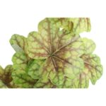 CALADIUM GAŁĄZKA LIŚCI OZDOBNYCH 82 CM KOLOR ZIELONY - obrazek 2