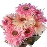 BUKIET 12 GERBER JESIENNYCH 48 CM KOLOR JASNO RÓŻOWY - obrazek 2