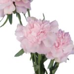 GAŁĄZKA 5 PIWONII 76 cm KOLOR JASNY RÓŻ - obrazek 2