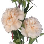 GAŁĄZKA 5 PIWONII 76 cm KOLOR KREMOWY - obrazek 2