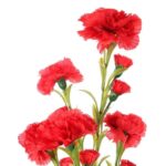 Goździki Sztuczne na Gałązce, 15 Szczegółowych Kwiatów, Kolor Czerwony, Wysokość 86 cm - obrazek 2