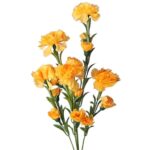 GOŻDZIK GAŁĄZKA 15 KWIATÓW KOLOR ŻÓŁTY II