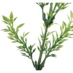 TYMIANEK GAŁĄZKA ZIEOLNA 57 CM - obrazek 2