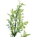 TYMIANEK GAŁĄZKA ZIEOLNA 57 CM - obrazek 3