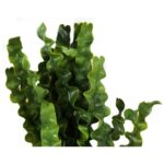 Sztuczny Bukiet Glonów 38 cm - Zielony - obrazek 2