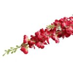 Gałązka ozdobna z kwiatami ostróżki w kolorze ciemnoróżowym, wysokość 87 cm - obrazek 2