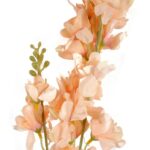 Ostróżka Dwukwiatowa w Kolorze Jasnego Łososia - Dekoracja Naturalistyczna, Wysoka 87 cm - obrazek 2