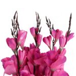 Bukiet 5 gladioli ciemno różowych - obrazek 2