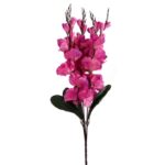 Bukiet 5 gladioli ciemno różowych