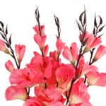 Sztuczny Bukiet 5 Jasnoróżowych Gladioli - Realistyczne Kwiaty Dekoracyjne, Wysokość 65 cm - obrazek 2