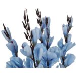 Sztuczne Gladiole Niebieskie w Bukiecie - 5 Sztuk, 65cm - obrazek 3