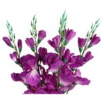 Sztuczny Bukiet 5 Fioletowych Gladioli - Dekoracja Wyglądająca jak Żywe Kwiaty, Wysokość 65 cm - obrazek 2