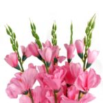 Sztuczny Bukiet 5 Gladioli Jasnoróżowych o Wysokości 65 cm - obrazek 2