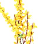 GAŁĄZKA FORSYCJI 58 cm ŻÓŁTA - obrazek 2