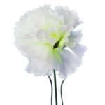 Goździk pojedynka w kolorze białym 46 cm - obrazek 2