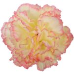 Goździk Sztuczny Żółto-Różowy Cieniowany 50 cm - obrazek 2