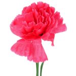 Goździk pojedynka w kolorze ciemno różowym 46 cm - obrazek 2