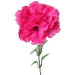 Goździk pojedynczy kwiat w kolorze ciemnego różu - obrazek 2