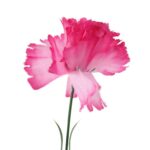 Goździk pojedynka w kolorze jasno różowym 46 cm - obrazek 2