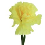 Goździk pojedynka w kolorze żółtym 46 cm - obrazek 3