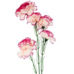 Gałązka Dekoracyjna z Pięcioma Goździkami w Kolorze Kremowo-Fioletowym - obrazek 2