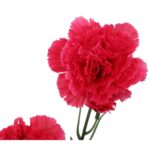 Goździki Różowe Sztuczne - Gałązka 5 sztuk, 68 cm - obrazek 2