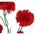 Czerwone Sztuczne Goździki - Gałązka 5 Sztuk, Długość 68 cm - obrazek 2