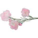 GAŁĄZKA PIĘCIU GOŻDZIKÓW RÓŻOWO-BIAŁE - obrazek 3