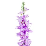 LEWKONIA GAŁĄZKA 90 cm KOLOR FIOLETOWY - obrazek 2