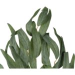 GAŁĄZKA LIŚCI PAPIRUSA 70 cm KOLOR ZIELONY - obrazek 2