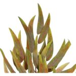 GAŁĄZKA LIŚCI PAPIRUSA 70 cm KOLOR ZIELONO CZERWONY - obrazek 2