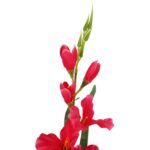 Sztuczna gałązka kwiatu gladioli w kolorze różowym 78 cm - obrazek 2