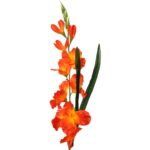 Sztuczna gałązka gladioli pomarańczowej o długości 70 cm - obrazek 2