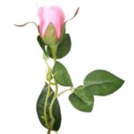 Gałązka róży z kolcami i pąkiem w kolorze różowym - obrazek 3