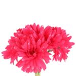 Bukiet 7 gerber na gumowanych łodygach w kolorze różowym - obrazek 2