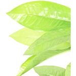 Drzewo zielone stojące małe listki - obrazek 2