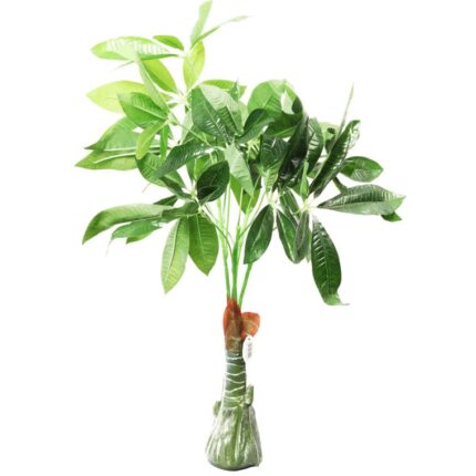 Drzewo zielone stojące małe listki