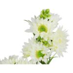 MARGARETKI GAŁAZKA WIELOKWIATOWA 70 CM KOLOR BIAŁY - obrazek 3