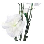 GOŻDZIK GAŁĄZKA 5 KWIATÓW KOLOR BIAŁY - obrazek 2