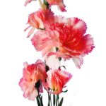 GOŻDZIK GAŁĄZKA 5 KWIATÓW KOLOR RÓŻOWY - obrazek 2