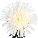 CHRYZANTEMA 76 CM BIAŁA - obrazek 2