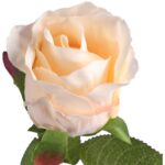 RÓŻA POJEDYNCZA 46 CM KREMOWA - obrazek 2