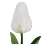 TULIPAN POJEDYNKA KOLOR BIAŁY - obrazek 2